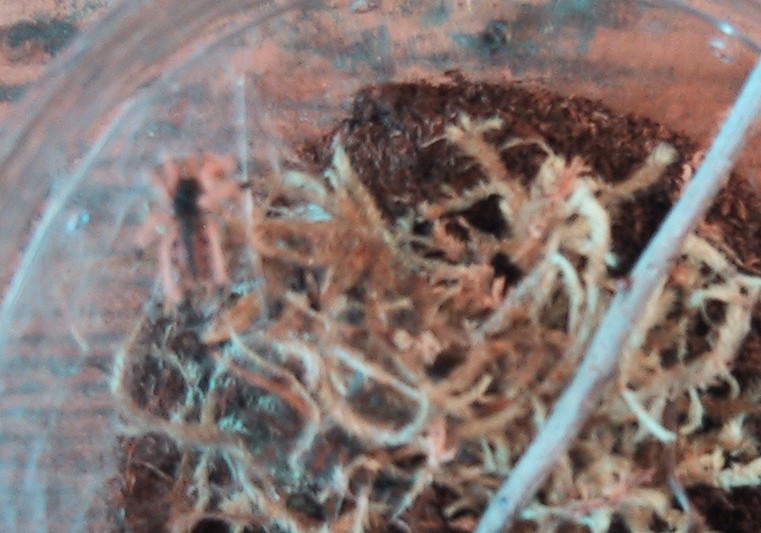 Avicularia braunshauseni