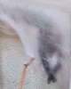 Avicularia versicolor
