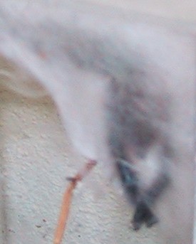 Avicularia versicolor