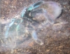 Haplopelma lividum