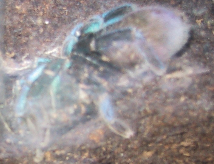 Haplopelma lividum