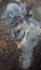 Haplopelma lividum