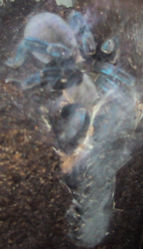 Haplopelma lividum