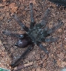 Avicularia avicularia