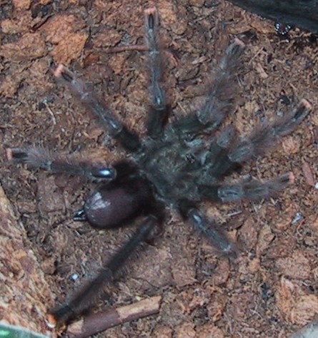 Avicularia avicularia
