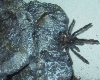 Psalmopoeus irminia