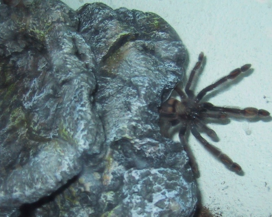 Psalmopoeus irminia