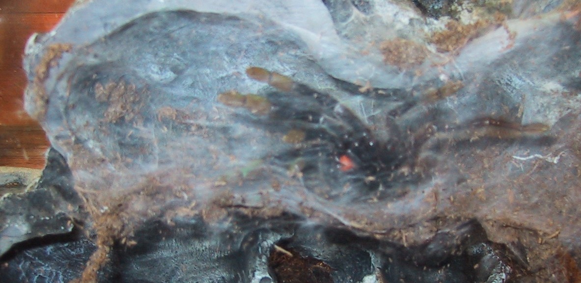 Psalmopoeus irminia