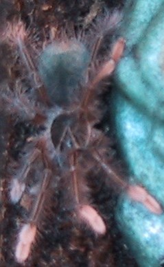 Theraphosa apophysis