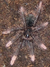 Theraphosa apophysis