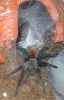 Chromatopelma cyaneopubescens