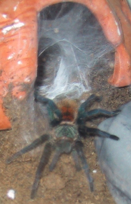 Chromatopelma cyaneopubescens