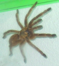 Pterinochilus murinus