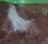 Pterinochilus murinus