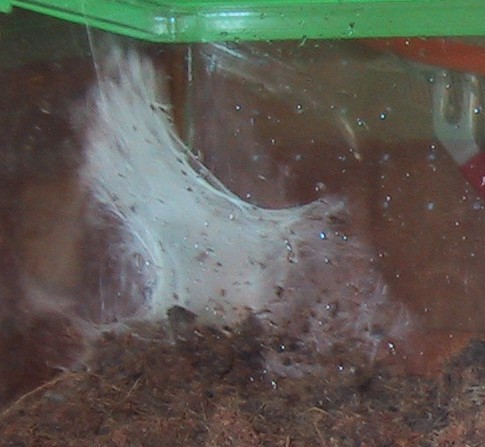 Pterinochilus murinus