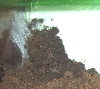 Pterinochilus murinus