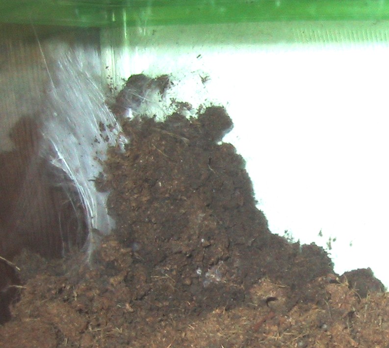 Pterinochilus murinus