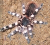 Acanthoscurria geniculata