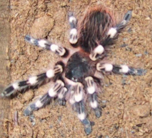 Acanthoscurria geniculata