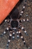 Acanthoscurria geniculata