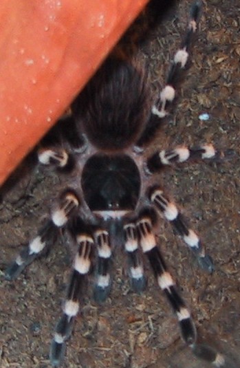 Acanthoscurria geniculata