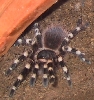 Acanthoscurria geniculata