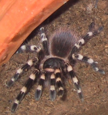 Acanthoscurria geniculata