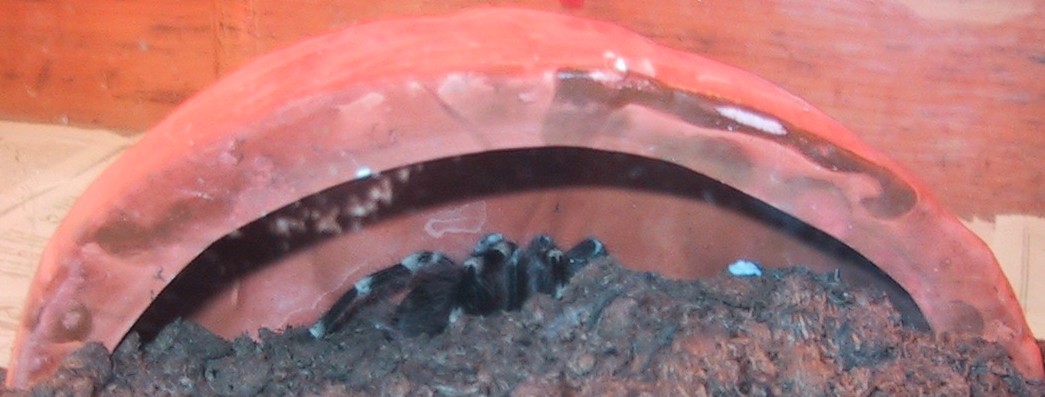 Acanthoscurria geniculata