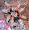 Brachypelma boehmei