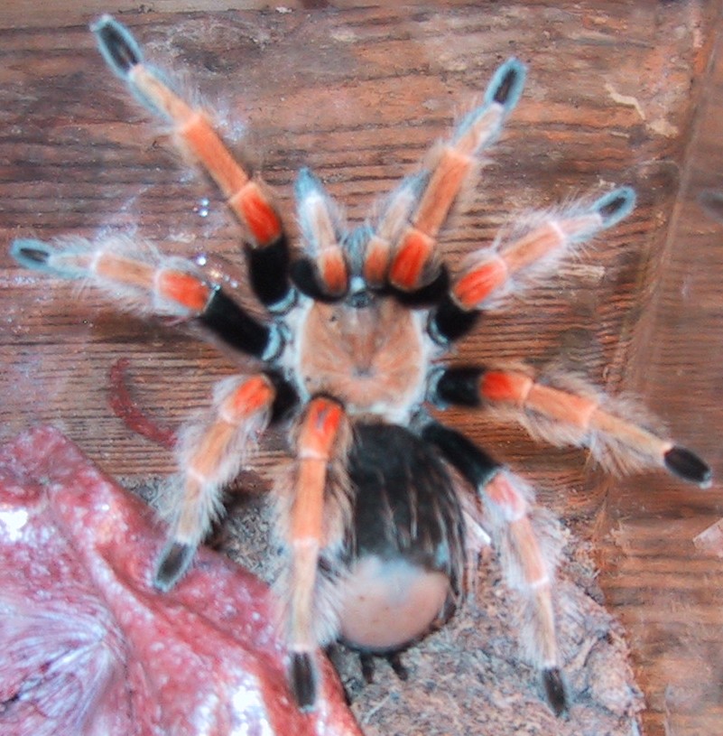 Brachypelma boehmei
