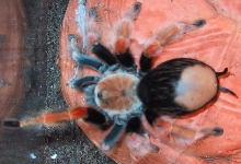 Brachypelma boehmei