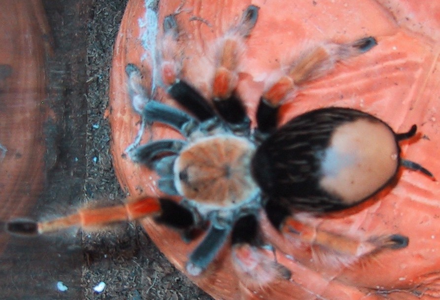 Brachypelma boehmei