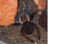 Brachypelma boehmei