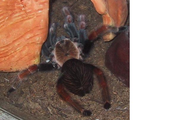 Brachypelma boehmei