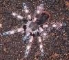Nhandu coloratovillosus