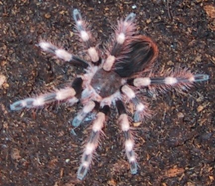 Nhandu coloratovillosus