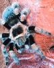 Brachypelma smithi