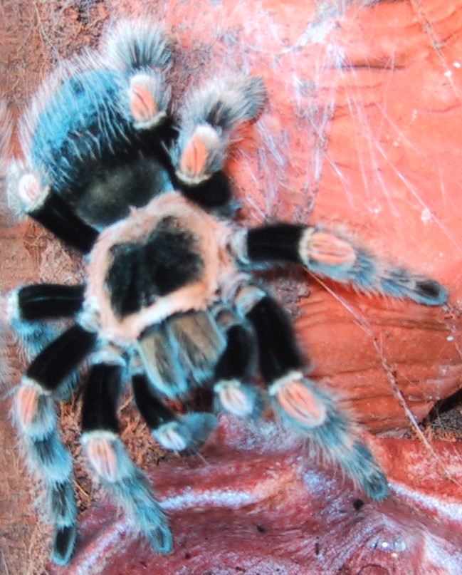 Brachypelma smithi