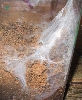 Pterinochilus murinus