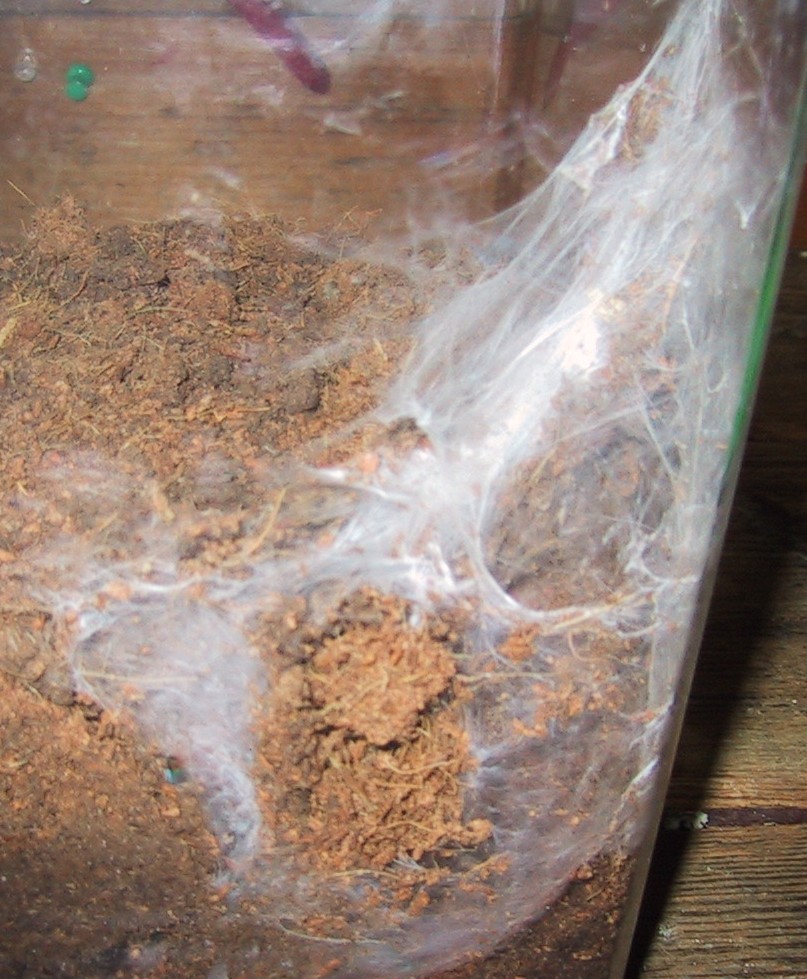 Pterinochilus murinus