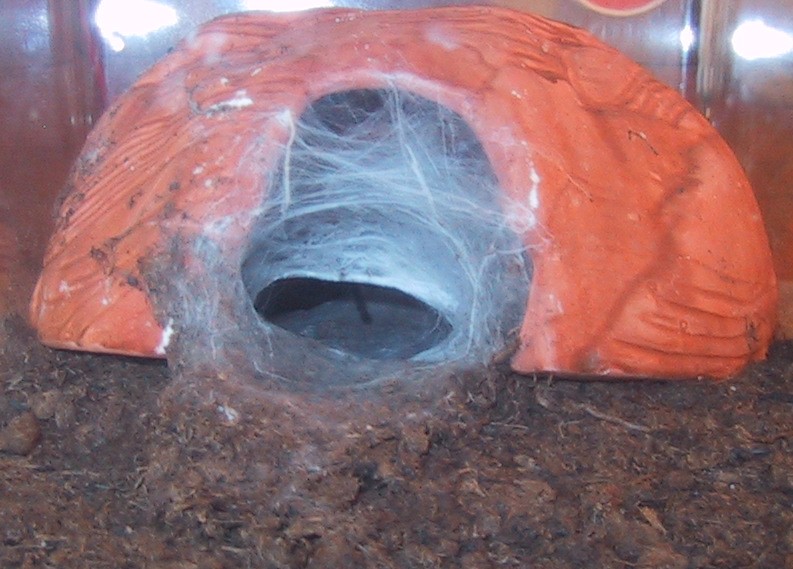 Chromatopelma cyaneopubescens