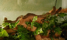 Bobbi Spotted Python