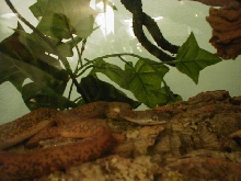 Savu Python Foosa bad quality