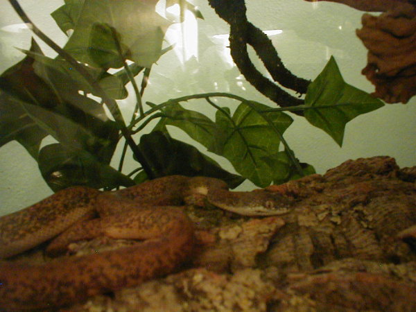 Savu Python Foosa bad quality