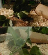 growing spotted python