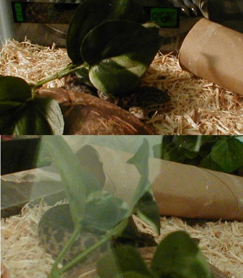growing spotted python