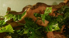 Bobbi Spotted Python 2