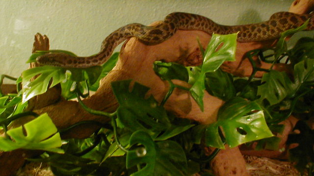 Bobbi Spotted Python 2