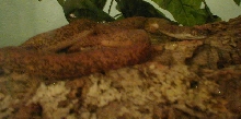 Foosa 1yr