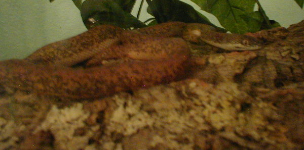 Foosa 1yr